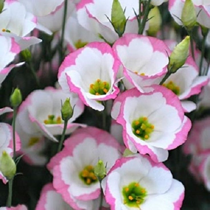 20 เมล็ด ลิเซียนทัส กุหลาบไร้หนาม กุหลาบเวียดนาม อัสโตม่า Eustoma ดอกสีขาวชมพู
