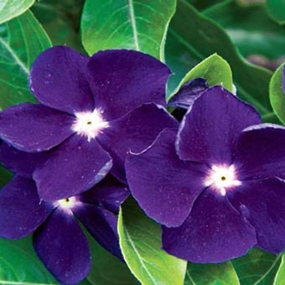 50 เมล็ด แพงพวย Cayenne Jasmine แพงพวยฝรั่ง Vinca Flower Seeds สายพันธุ์ JELLIES Blackberry