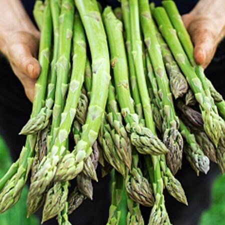 20 เมล็ด เมล็ดพันธุ์ หน่อไม้ฝรั่ง Asparagus Seeds เมล็ดผัก สายพันธุ์ Atlas