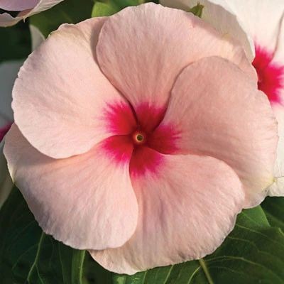 100 เมล็ด ดอกแพงพวย Cayenne Jasmine แพงพวยฝรั่ง Vinca Seeds สายพันธุ์ Cora Cascade Apricot F1