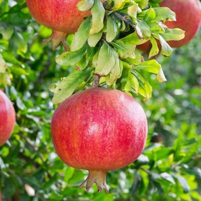 20 เมล็ด ทับทิม เซี๊ยะลิ้ว พิลา พิลาขาว มะก่องแก้ว มะเก๊าะ Pomegranate Seeds สายพันธุ์ Texas Pink