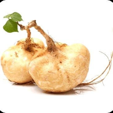20 เมล็ด เมล็ดพันธุ์ มันแกว มันสะเภา มันละแวก มันลาว Jicama Seeds.