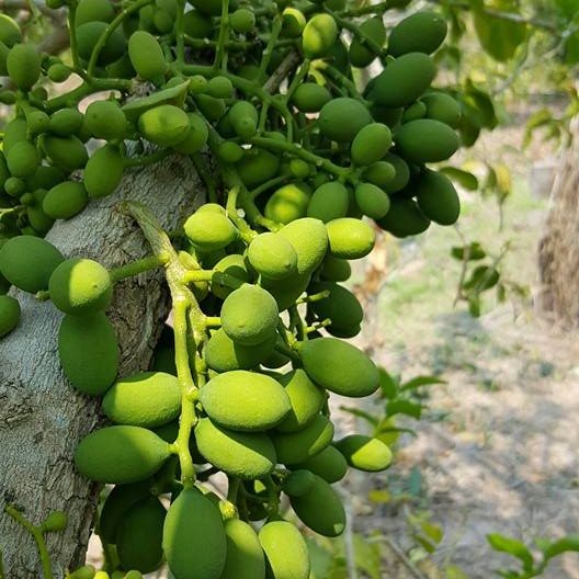 10 เมล็ด ผักหวานป่า ผักหวานป่าไทย Pak-wan Tree