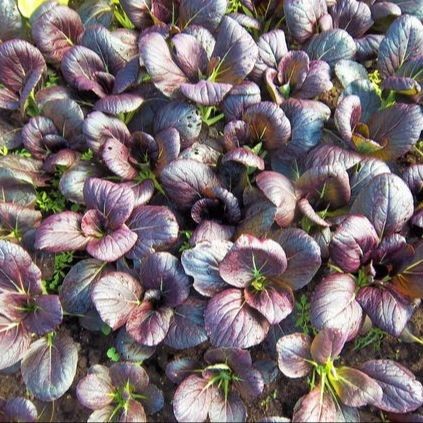 100 เมล็ด ผักกวางตุ้ง ใบสีม่วง เบบี้กวางตุ้ง กวางตุ้งฮ่องกง Purple Lady Bok Choy Seeds