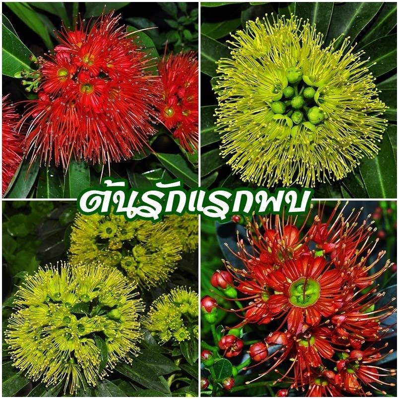 20 เมล็ด รักแรกพบ ดอกพบรัก Xanthostemon chrysanthus