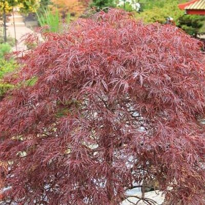 10 เมล็ด Maple (เมเปิล) ต้นใบสี สัญลักษณ์แห่งการบอกรัก Bonsai Seeds สายพันธุ์ Red Dragon Japanese Ma