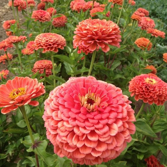 50 เมล็ด เมล็ดดอกไม้ บานชื่น บานชื่นซ้อน 50-60 วัน ออกดอก Zinnia Seeds สายพันธุ์ Coral Beauty Zinnia