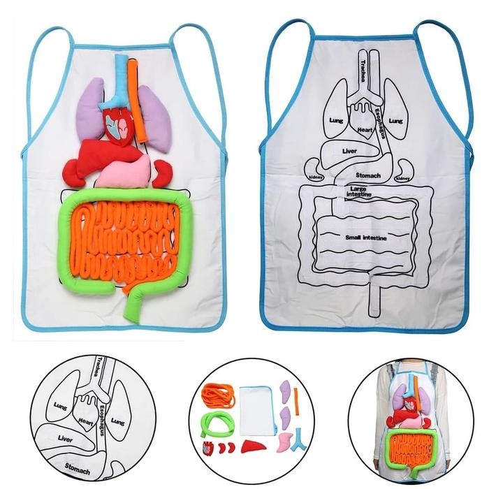 MONTESSORI TOY APRON ORGAN BODY KIDS CODE 1137