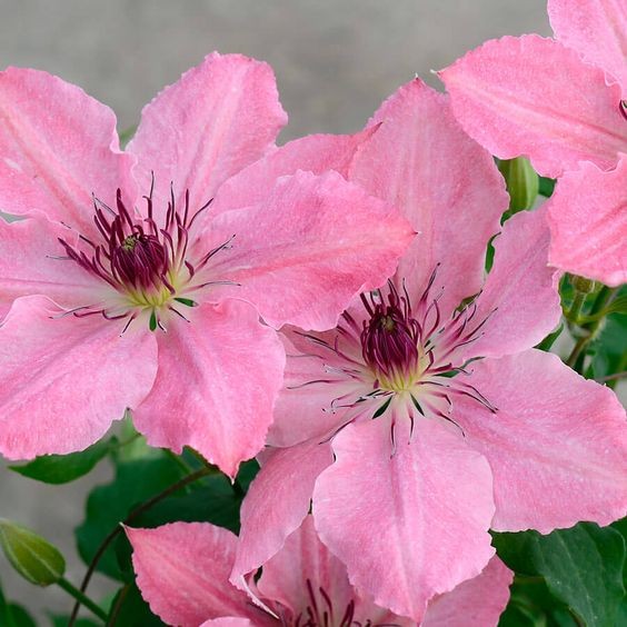 30 เมล็ด คำปองน้อย เคล็มแม็ททิส Clematis Seeds สายพันธุ์ Clematis Sarah Elizabeth