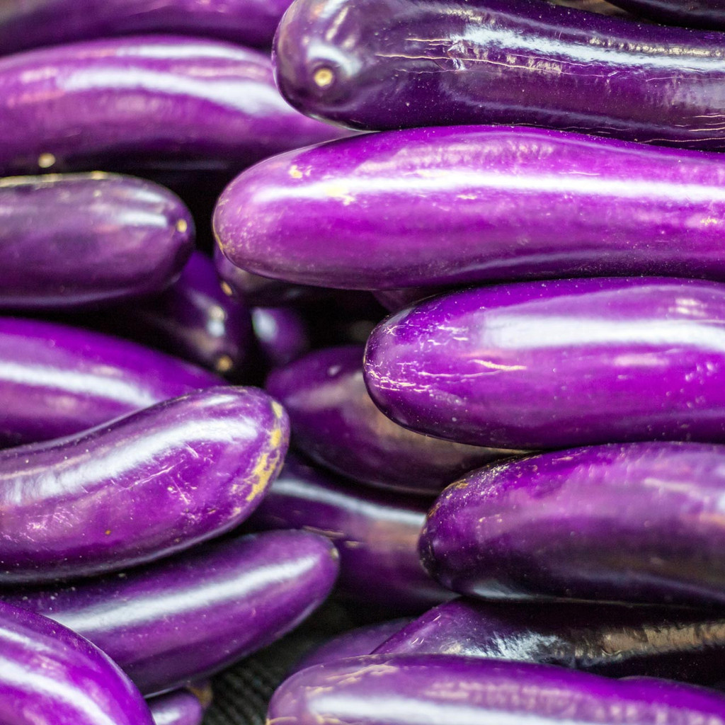 100 เมล็ด เมล็ดผัก มะเขือ ปลูกผักปลอดสาร Eggplant Vegetable Seeds สายพันธุ์ Feng Yuan Eggplant