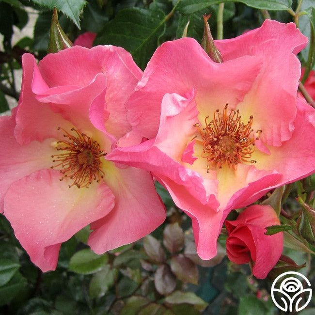 15 เมล็ด กุหลาบ Rose Seeds สายพันธุ์ Summer Wine