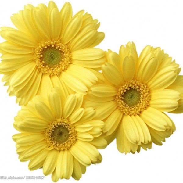 50 เมล็ด ดอกเก๊กฮวย chrysanthemum flower seeds