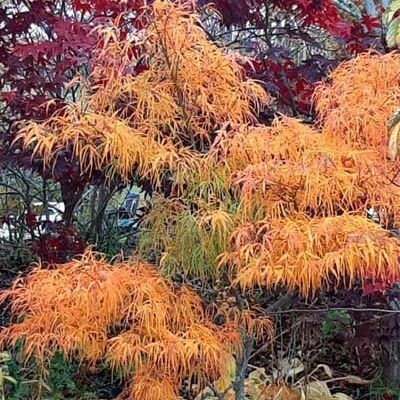 10 เมล็ด Maple (เมเปิล) ต้นใบสี สัญลักษณ์แห่งการบอกรัก Bonsai Seeds สายพันธุ์ Waterfall Japanese Map