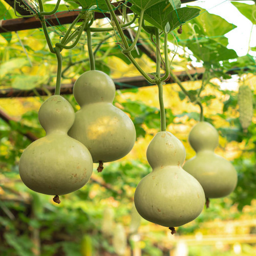 10 เมล็ด น้ำเต้ากายสิทธิ์ น้ำเต้า ผลไม้ สวนครัว เหมาะแก่การทำสวน Round Bottle Gourd Vegetable Seeds