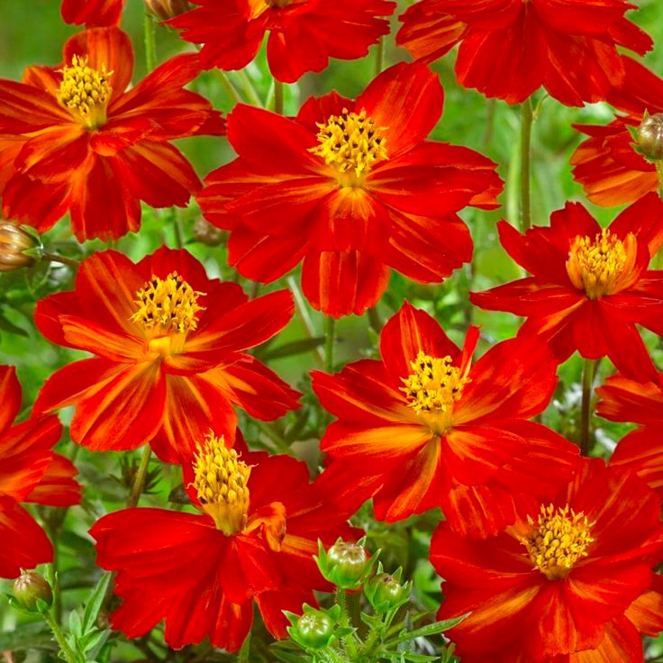 100 เมล็ด ดาวกระจาย คำแพ คำเมืองไหล คอสมอส ดาวเรืองพม่า Cosmos Seeds ดอกสีส้ม