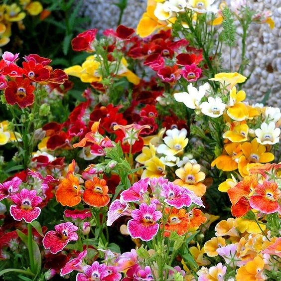 200 เมล็ด ลินาเรีย เนมีเซีย ดอกไม้ทนแดดทนฝน Nemesia Seeds สายพันธุ์ CARNIVAL MIX