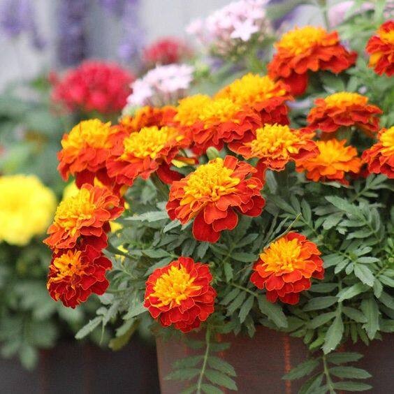 100 เมล็ด ดอกดาวเรือง Marigold Flower Seeds สายพันธุ์ Marigold Super Hero
