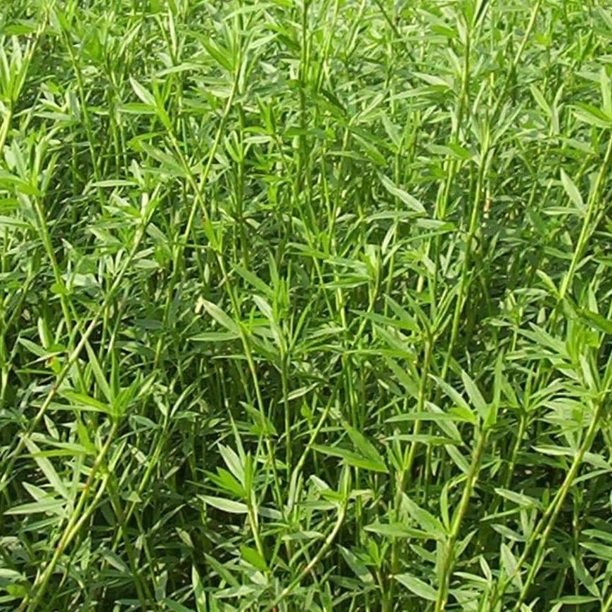 1500 เมล็ด ต้นถั่ว ถั่วเลี้ยงสัตว์ อาหารสัตว์ ถั่วฮามาต้า Hamata Stylosanthes hamata cv verano