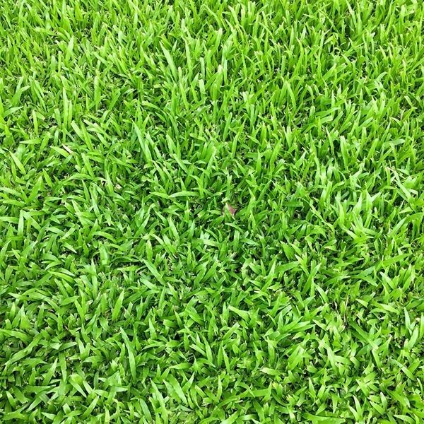 1000 เมล็ด หญ้าญี่ปุ่น Japanese Lawn Grass เมล็ดหญ้า ปลูกประดับสวน หญ้าจริง