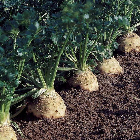 50 เมล็ด หัวคื่นช่ายฝรั่ง Celery Root หรือ Celeriac เมล็ดผักสวนครัว