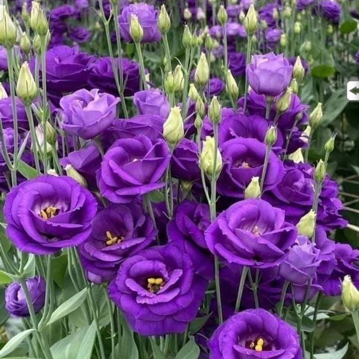 20 เมล็ด ลิเซียนทัส กุหลาบไร้หนาม กุหลาบเวียดนาม อัสโตม่า Eustoma ดอกสีม่วงเข้ม
