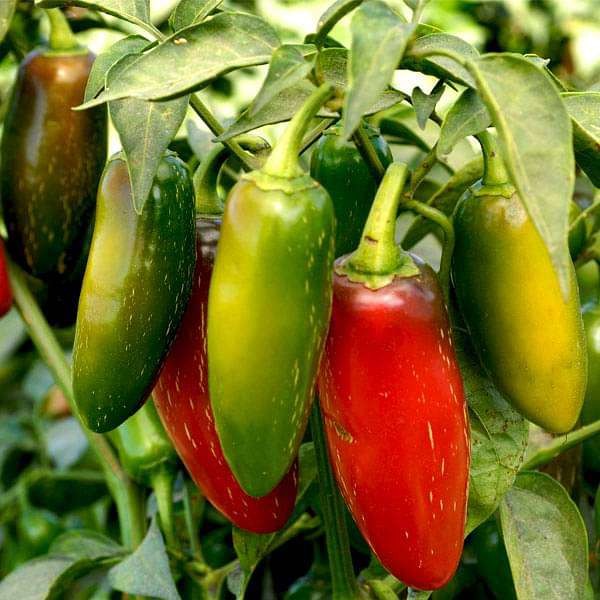 20 เมล็ด พริก เมล็ดพันธุ์พริก ปลูก 120 วัน ออกผล pepper seeds สายพันธุ์ Jalapeno
