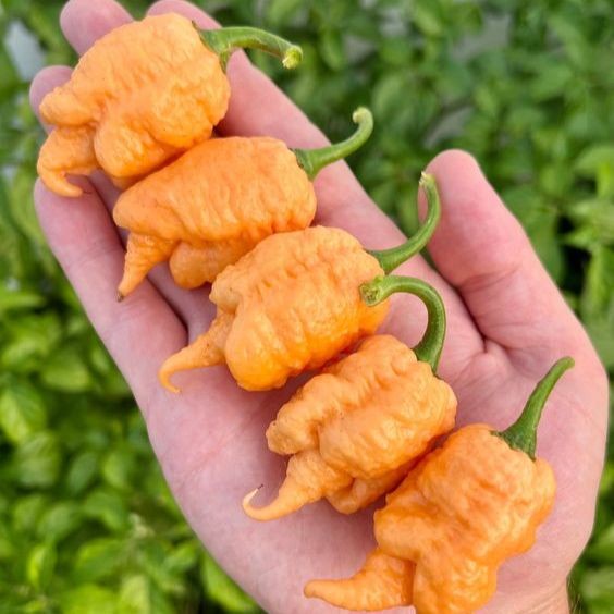 10 เมล็ด พริกแฟนซี พริกสี สีสันสวยงาม Pepper Chilli Seeds สายพันธุ์ Peach X Pepper