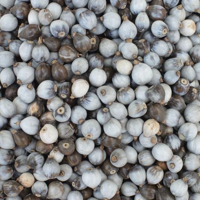 15 เมล็ด ลูกเดือย (Millet) job's tears - รูปที่ 2