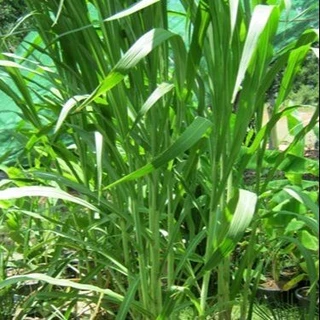 500 เมล็ด หญ้าเนเปียร์ ปรับหน้าดิน และ อาหารสัตว์ Napier Grass Seeds