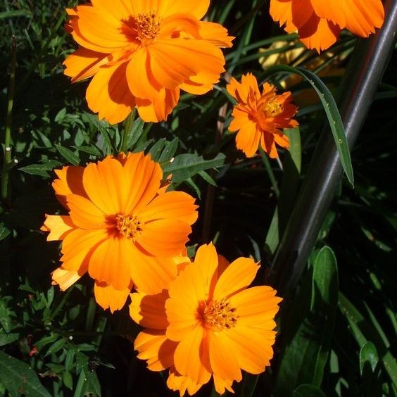 100 เมล็ด ดอกดาวกระจายเซนเซชั่น ดอกคอสมอส (ดาวกระจาย) Cosmos Flower Seeds สายพันธุ์ orange cosmos