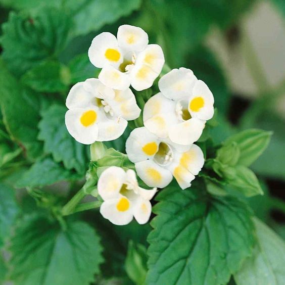 100 เมล็ด แววมยุรา หญ้าลิ้นเงือก หญ้าลำโพง แววมยุรา ทอรีเนีย สายพันธุ์ Kauai Lemon Drop Yellow