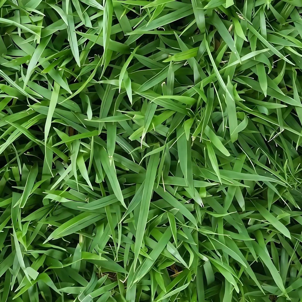 2000 เมล็ด หญ้า หญ้าสนาม หญ้าประดับสวน Grass Seeds สายพันธุ์ หญ้าญี่ปุ่น Japanese lawn grass ชนิดใบกว้าง