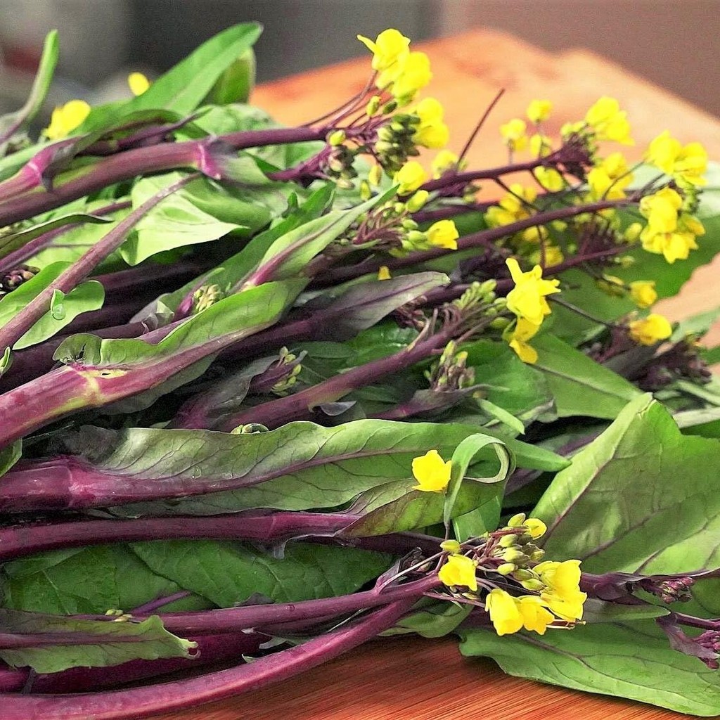 100 เมล็ด ผักกวางตุ้ง ใบสีม่วง กวางตุ้งดอกสีม่วง ดอกสีเหลือง Purple Lady Bok Choy Seeds