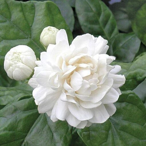 10 เมล็ด ดอกมะลิ ดอกไม้มีกลิ่นหอม Jasmine Seeds ดอกซ้อน
