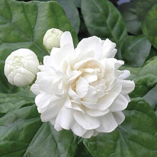 10 เมล็ด ดอกมะลิ ดอกไม้มีกลิ่นหอม Jasmine Seeds ดอกซ้อน