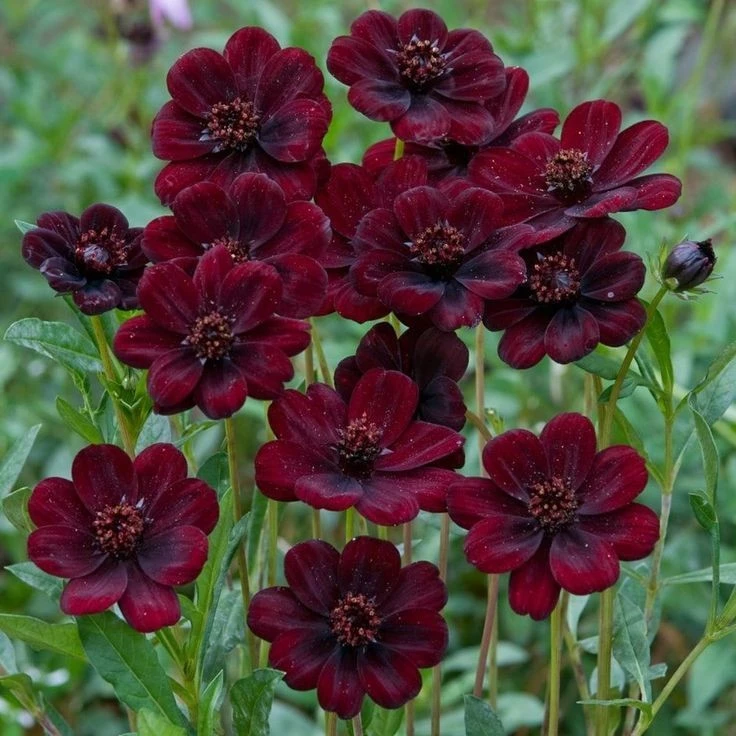 100 เมล็ด ดาวกระจาย คำแพ คำเมืองไหล คอสมอส ดาวเรืองพม่า Cosmos Seeds ดอกสีแดงเลือดหมู
