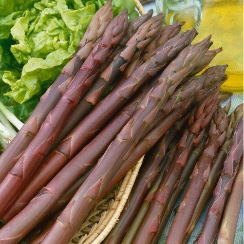 5 เมล็ด เมล็ดพันธุ์ หน่อไม้ฝรั่ง Asparagus Seeds เมล็ดผัก Non-GMO สายพันธุ์ Purple Asparagus