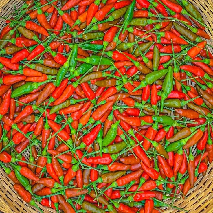 20 เมล็ด พริก Chili pepper Seeds สายพันธุ์ Sili Labuyo