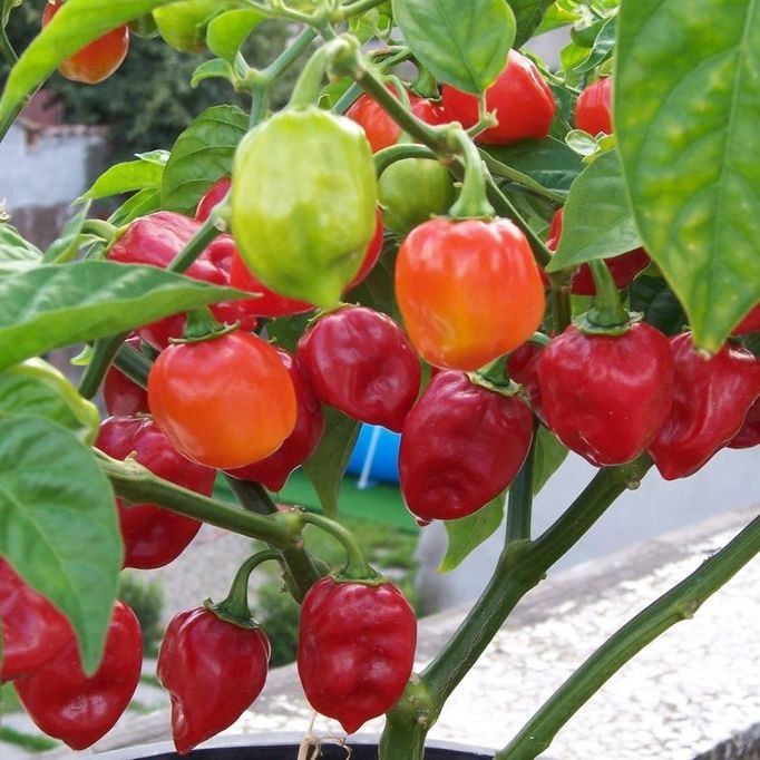 20 เมล็ด พริก Chili pepper Seeds สายพันธุ์ Habanero Red Savina