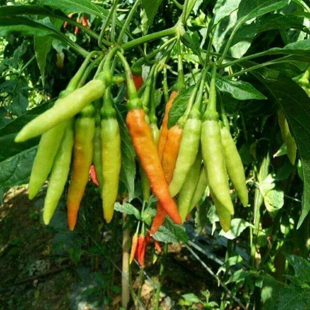 50 เมล็ด พริกแด้ พริกแต้ พริกนก พริกแจว Pepper Seeds สายพันธุ์ พริกกะเหรี่ยงยาว