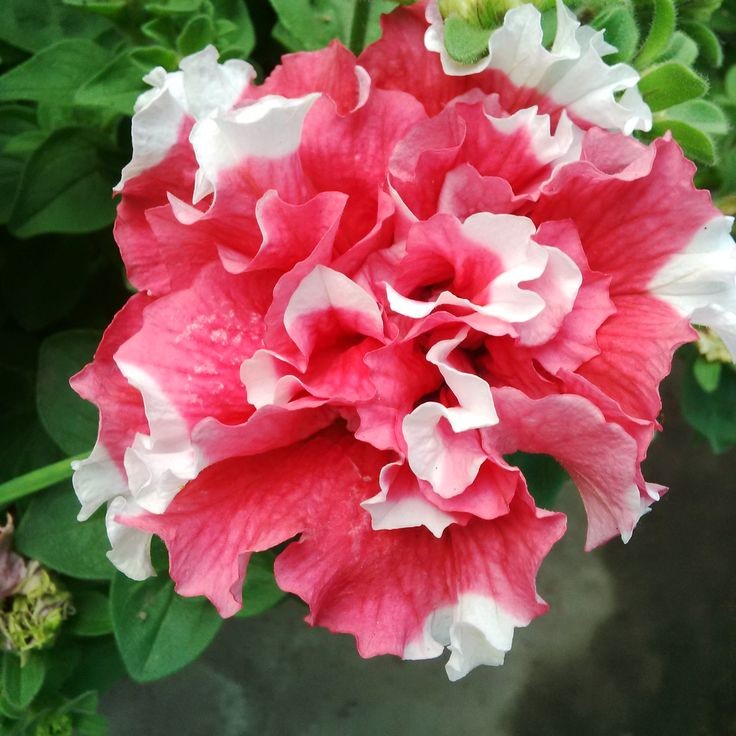 50 เมล็ด พิทูเนีย สายพันธุ์เตี้ย Dwarf Petunia Flower Seed สายพันธุ์ Summer Madness