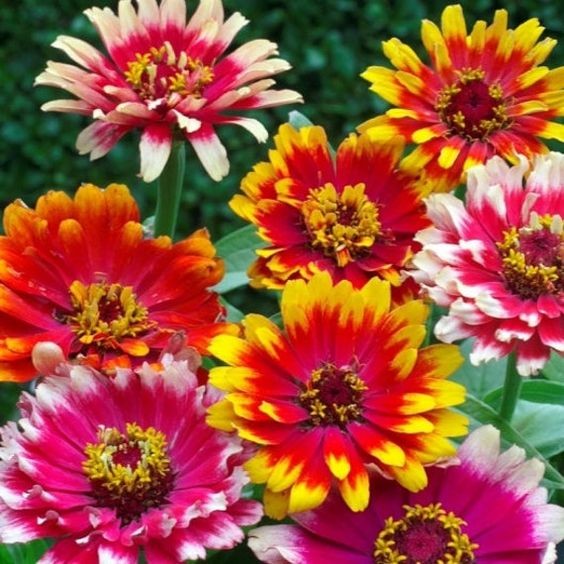 100 เมล็ด บานชื่น ความหมาย แสดงถึงความเบิกบานมีความสุข Zinnia Seeds สายพันธุ์ Carousel Zinnia