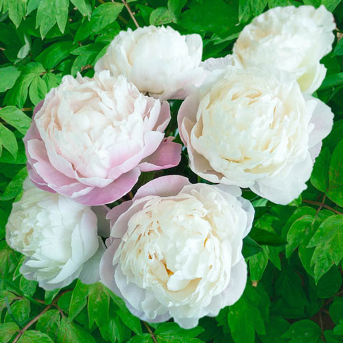 5 เมล็ด โบตั๋น ดอกนางพญานิรมล Paeonia Seeds สายพันธุ์ Gardenia