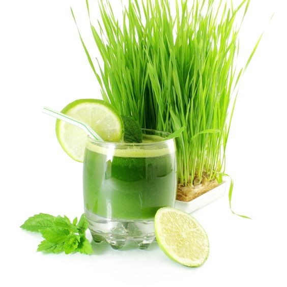 200 เมล็ด ต้นอ่อนข้าวสาลี Wheat Grass Seeds
