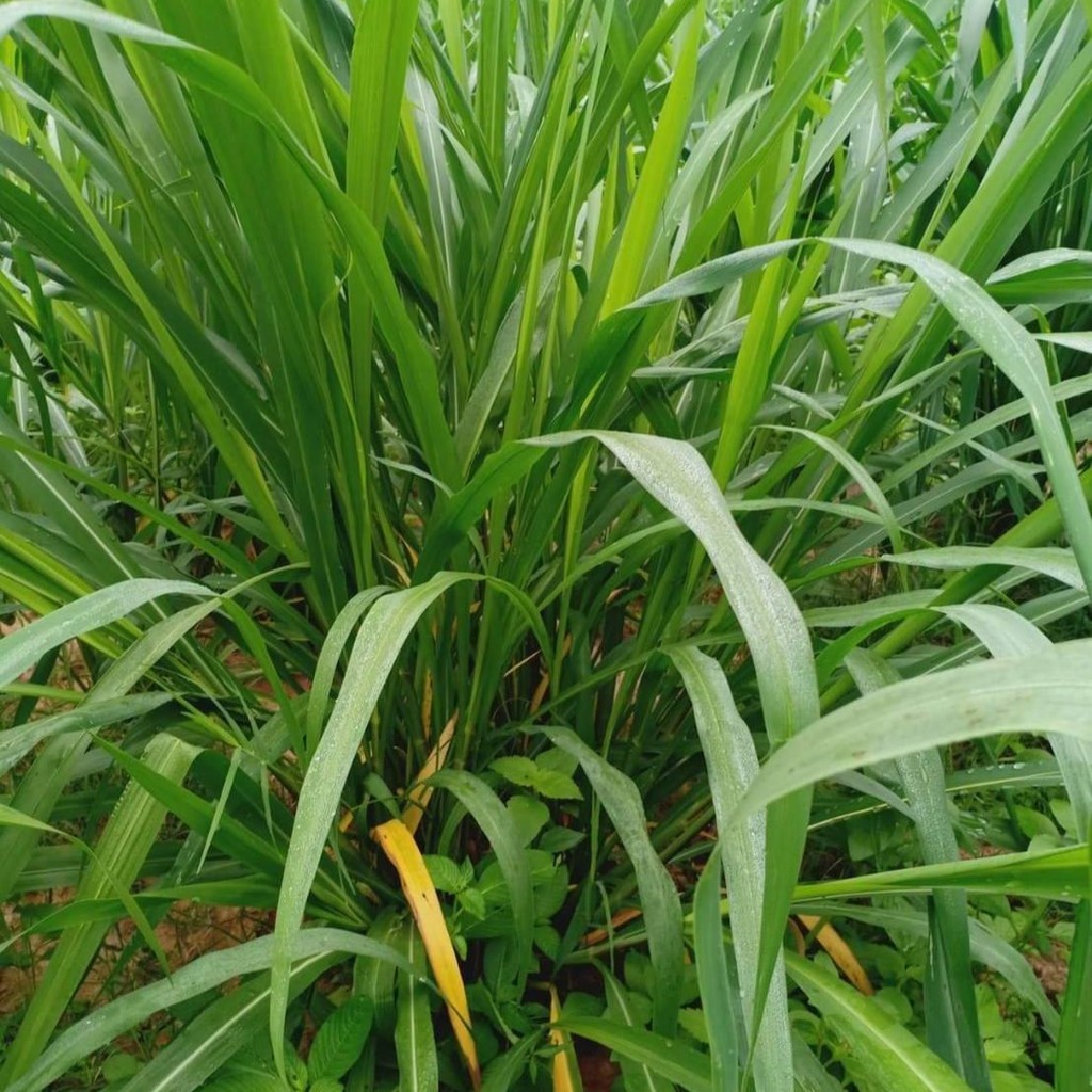 3000 เมล็ด เมล็ดพันธุ์ หญ้า หญ้าเลี้ยงสัตว์ อาหารสัตว์ Grass Seeds หญ้ากินนีบอมบาซ่า (Mombasa guienea)