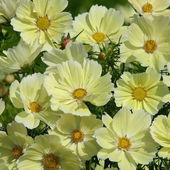 100 เมล็ด ดอกดาวกระจายเซนเซชั่น ดอกคอสมอส (ดาวกระจาย) Cosmos Flower Seeds 45-50 วัน ออกดอก สายพันธุ์