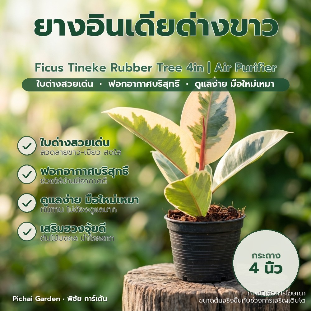 ยางอินเดียด่างขาว 4 นิ้ว ฟอร์มสวย ใบด่างสดใส ไม้ฟอกอากาศยอดนิยม Ficus Tineke Rubber Tree 4in | Air Purifier