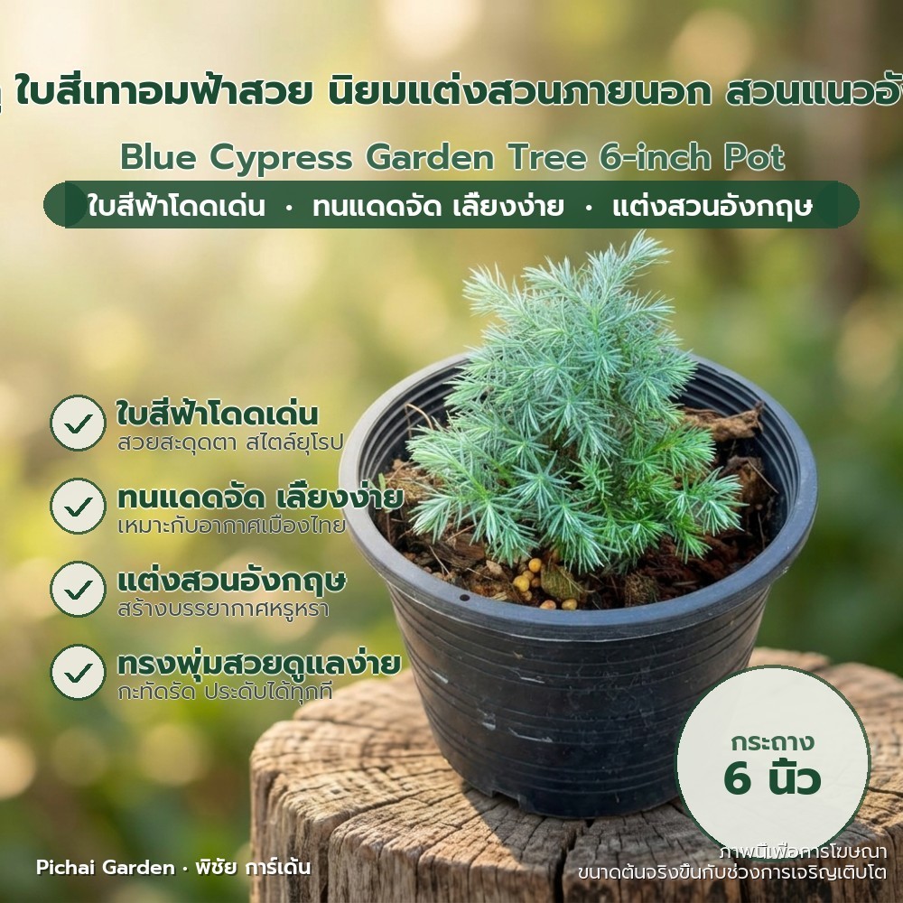 สนบลู ไซเปรสฟ้าพุ่มสวย ใบเทาอมน้ำเงิน แต่งสวนอังกฤษ ทนแดดจัด กระถาง 6 นิ้ว Blue Cypress Garden Tree 