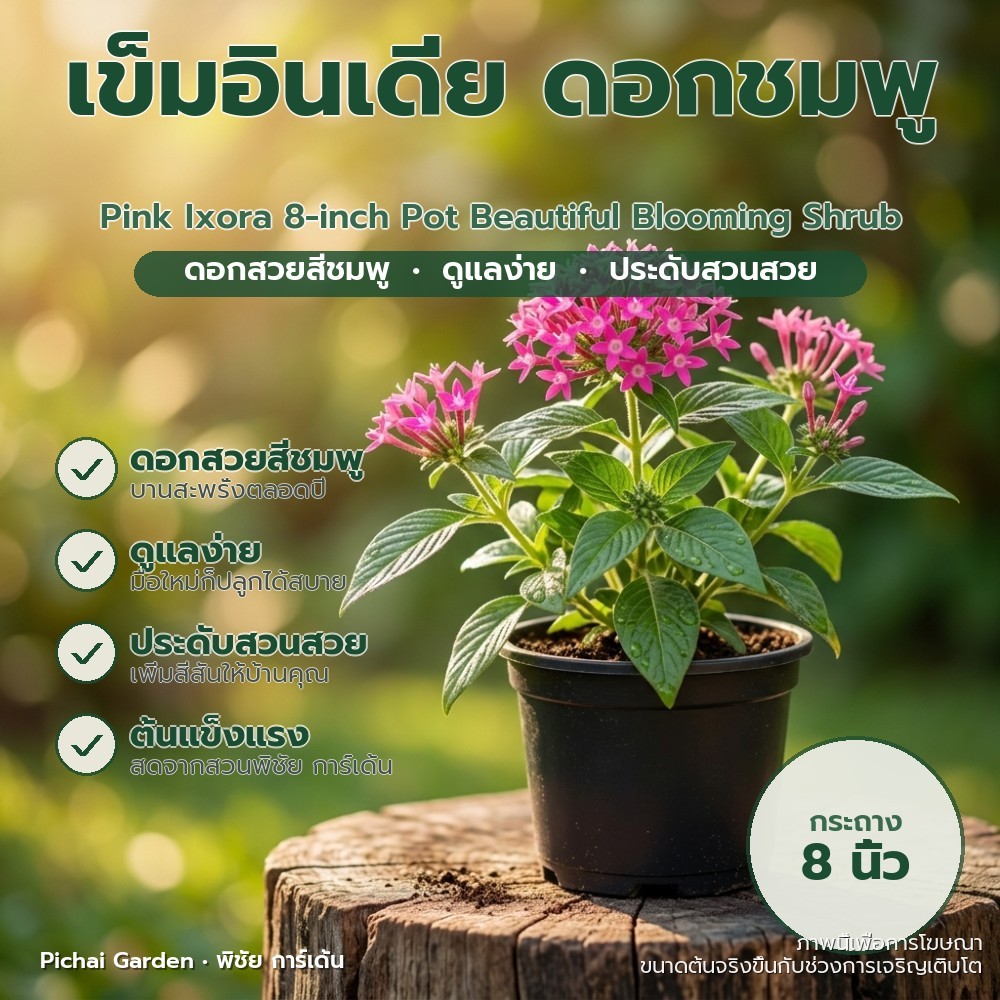 ต้นเข็มอินเดีย ดอกชมพู กระถาง 8 นิ้ว ไม้พุ่มสวย ออกดอกตลอด Pink Ixora 8-inch Pot Beautiful Blooming 