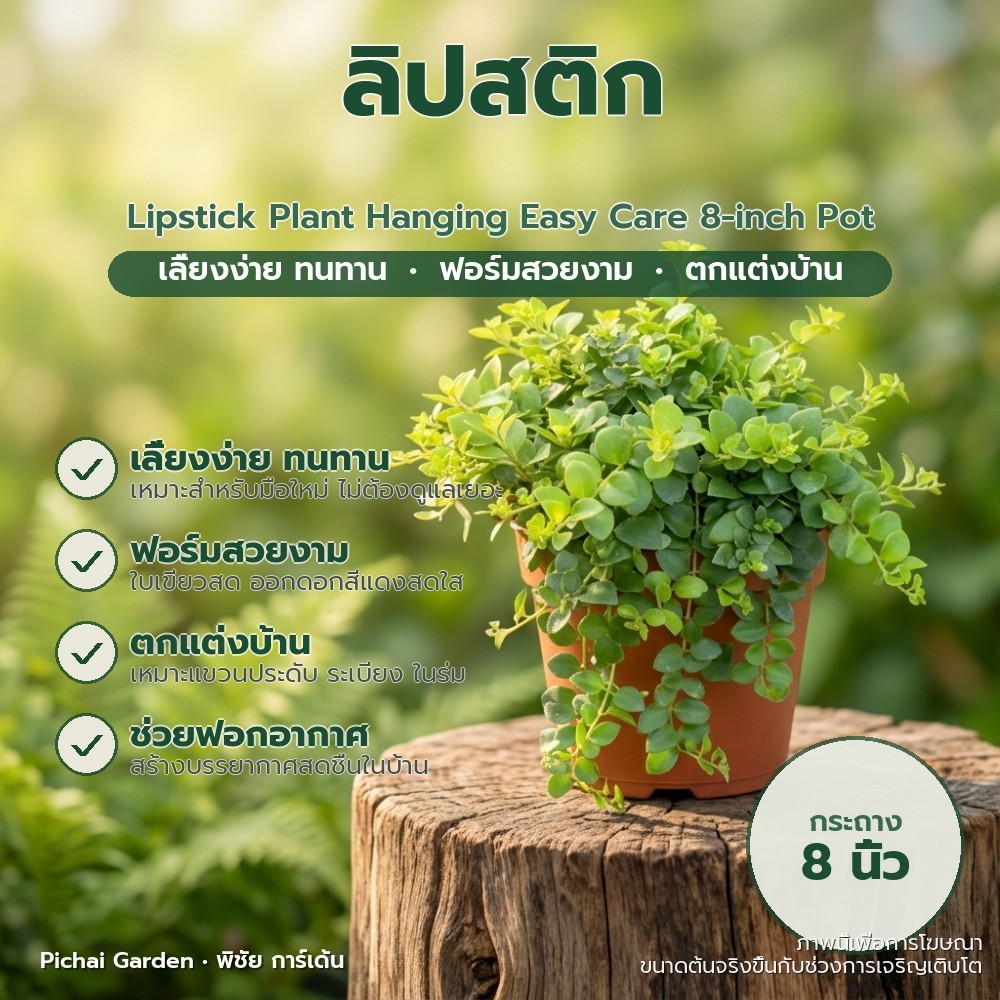 ต้นลิปสติก ไม้แขวนประดับสวย เลี้ยงง่าย ฟอร์มดี กระถาง 8 นิ้ว Lipstick Plant Hanging Easy Care 8-inch